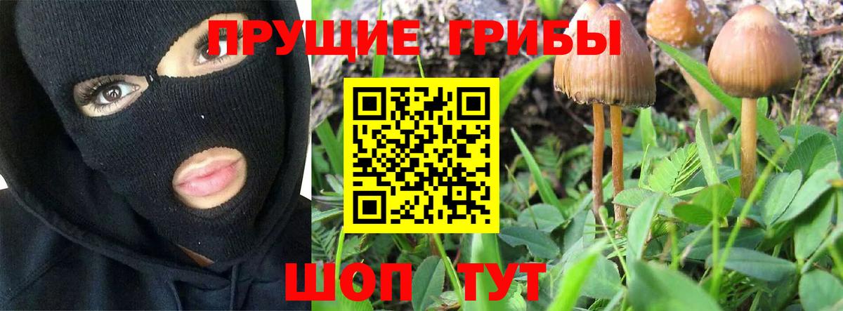 Галлюциногенные грибы Psilocybine cubensis  Вход с VPN  Славянск-на-Кубани  Псилоцибиновые грибы прущие грибы 